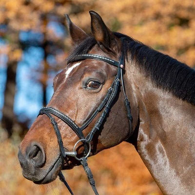 Cavalo castanho com bridão preto em couro em fundo natural outonal.