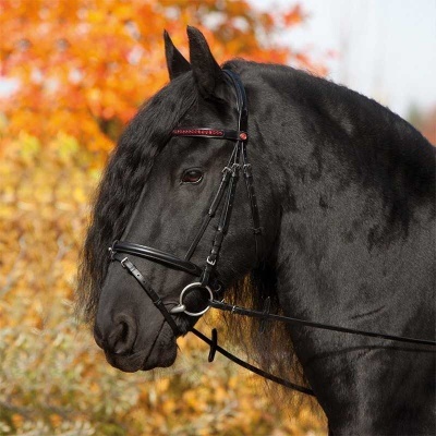Cavalo preto com rédea de couro preto e ornamento vermelho em fundo de folhagem outonal
