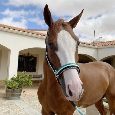 Cavalo castanho com cabeçada azul e branca num pátio de pedra junto a edifício branco