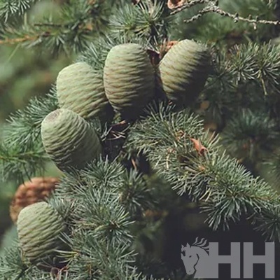 Galho de conífera com cones verdes e agulhas