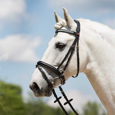 Cavalo branco com rédea preta e cabresto