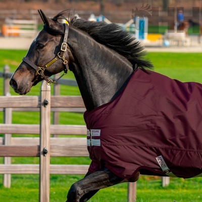 Cavalo com manta vinhosa e arreio castanho claro num campo gramado