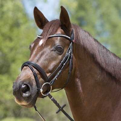 Cavalo castanho com cabresto preto e detalhes em prata ao ar livre