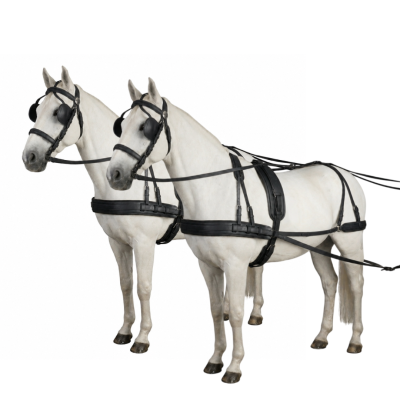 Duas cavalos brancos com arreios preto de couro com olhos vendados