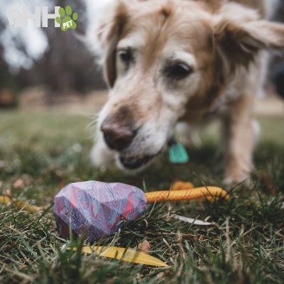 Cão castanho claro perto de pedra cinzenta com rede roxa e objetos amarelos na relva