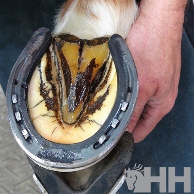 Casco de cavalo com ferradura metálica preta e mão humana segurando