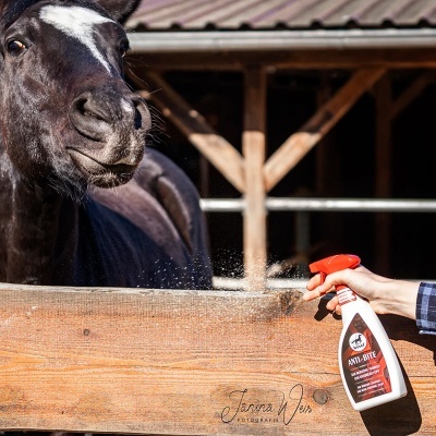 Cavalo preto atrás de vedação de madeira com mão a pulverizar spray anti-insetos