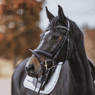 Cavalo preto com cabeçada e selim branco em ambiente exterior
