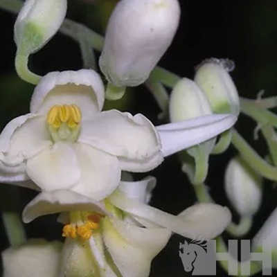 Flor branca com estames amarelos e botões verdes num fundo desfocado