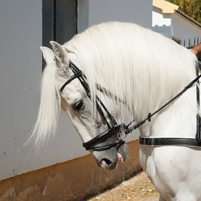 Cavalo branco com cabresto preto ao lado de parede branca.