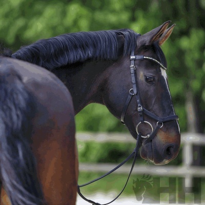 Cavalo castanho com cabedal preto e acessórios de couro com detalhes metálicos ao ar livre