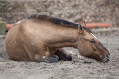 Cavalo castanho claro deitado na areia com crina preta