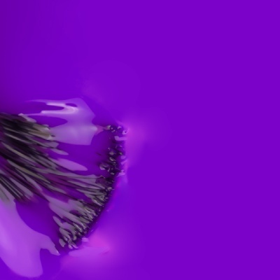 Flor roxa ampliada com estames castanhos sobre fundo roxo