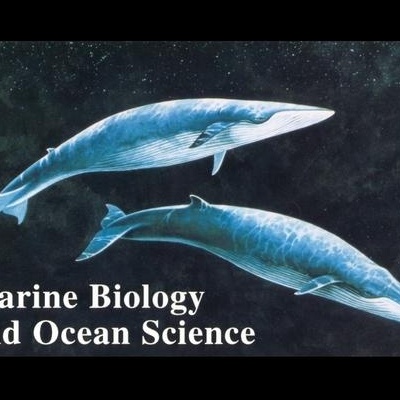 Livro com ilustração de duas baleias azuis e texto Marine Biology and Ocean Science