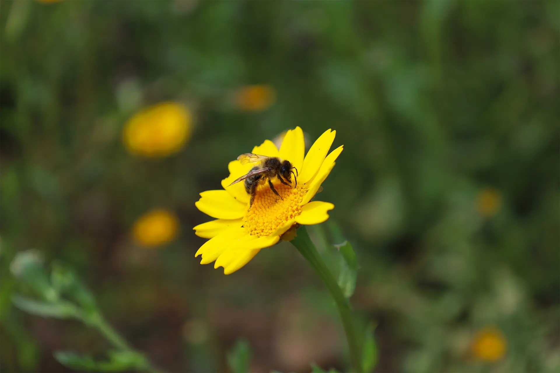 Abelha numa flor amarela com pétalas pontiagudas e centro alaranjado