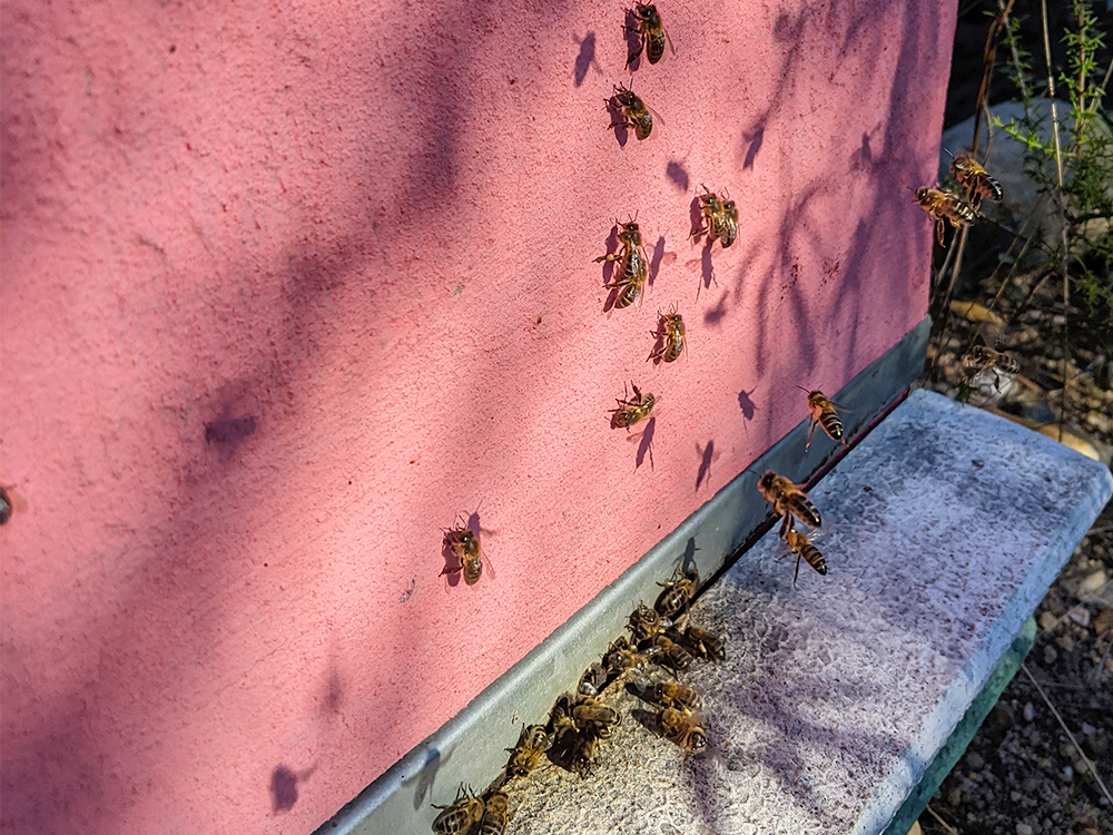 Colmeia_miss_beekeeper