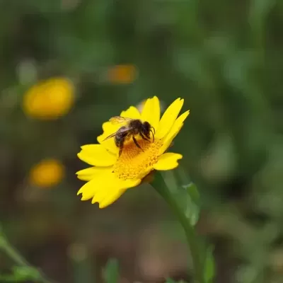 Abelha numa flor amarela com pétalas pontiagudas e centro alaranjado