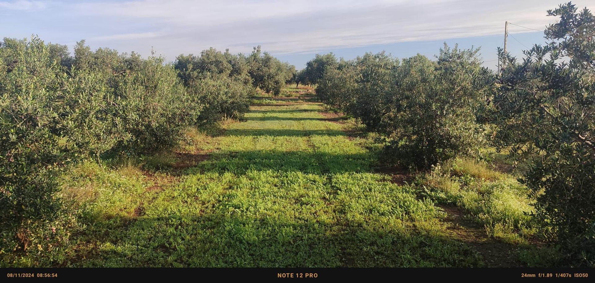 Olival com oliveiras em fileiras e relva verde sob céu parcialmente nublado