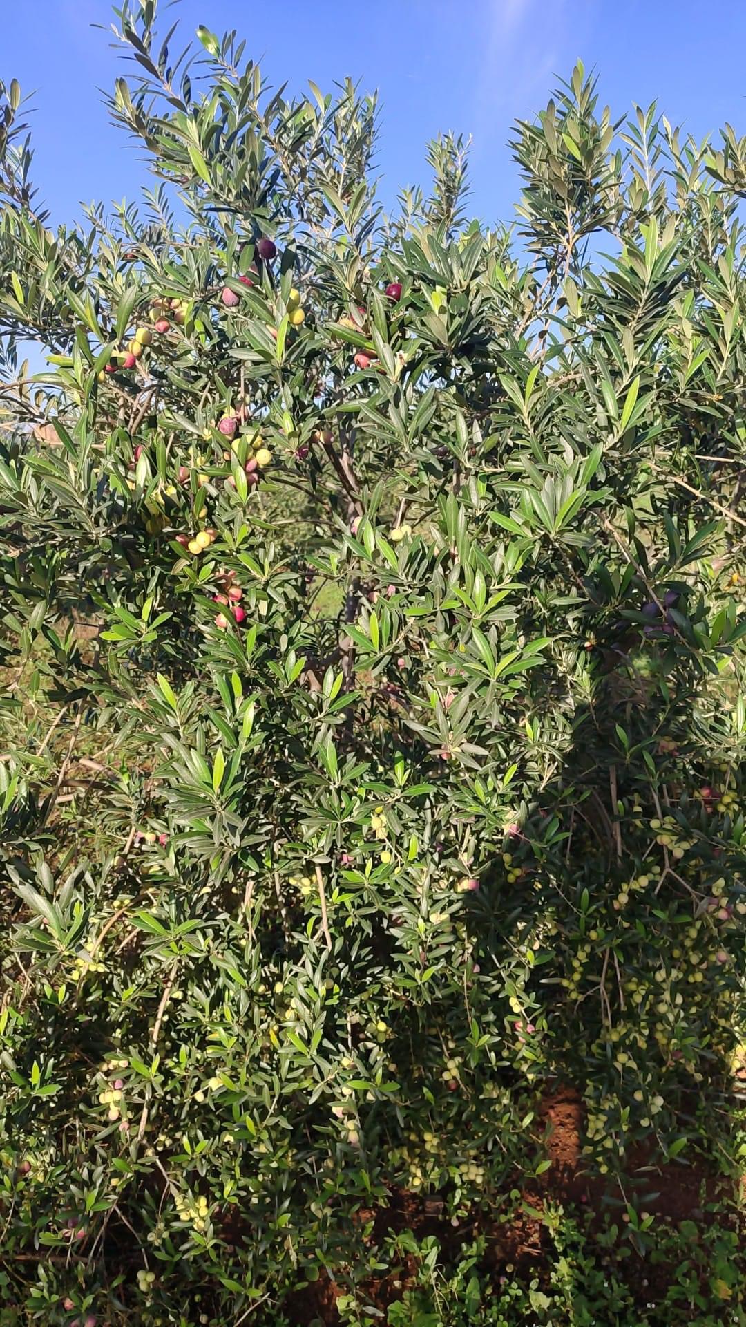 Árvore de oliveira com frutos verdes e roxos em campo sob céu azul