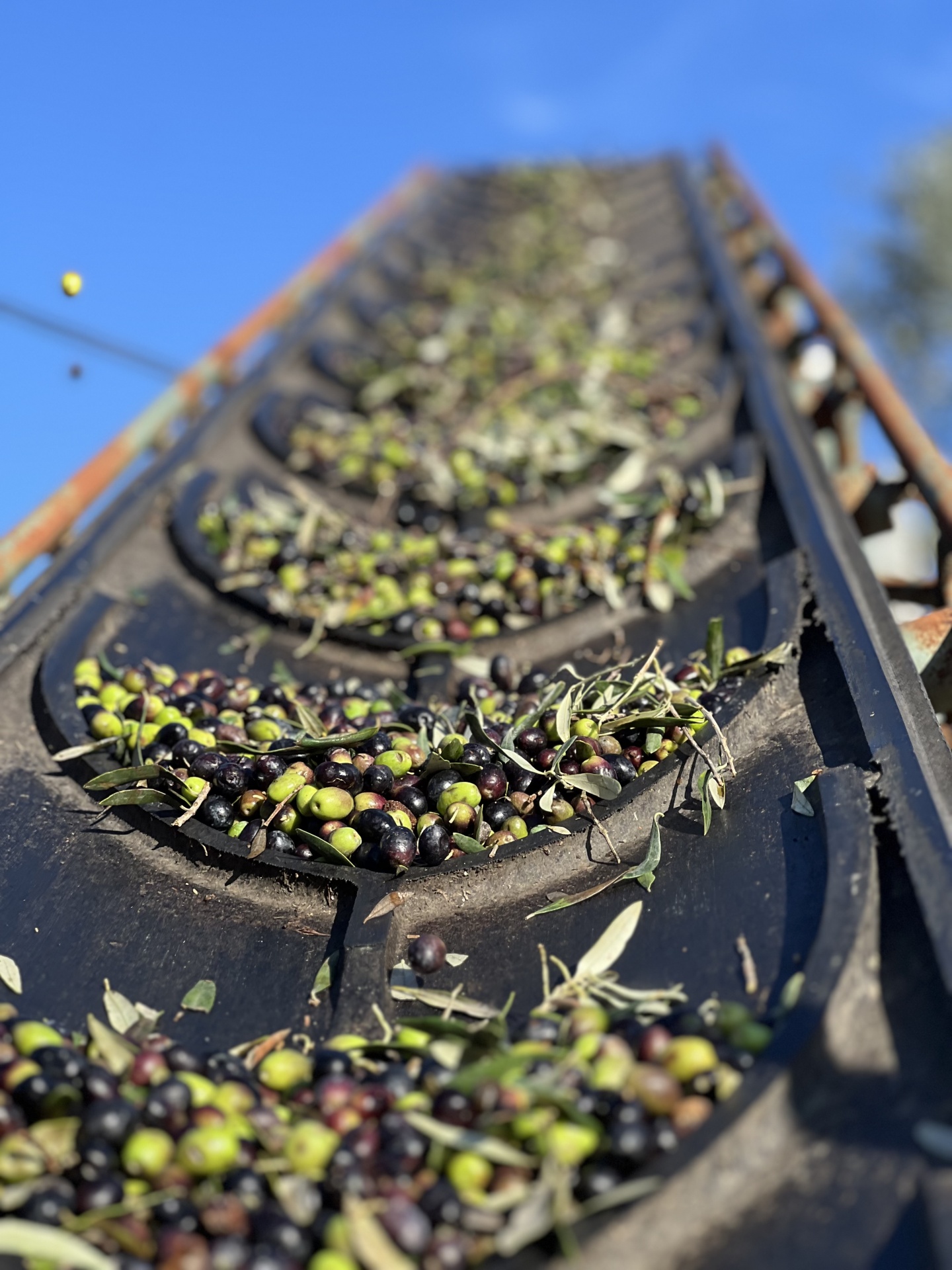 Tapete transportador preto com azeitonas verdes e roxas ao ar livre