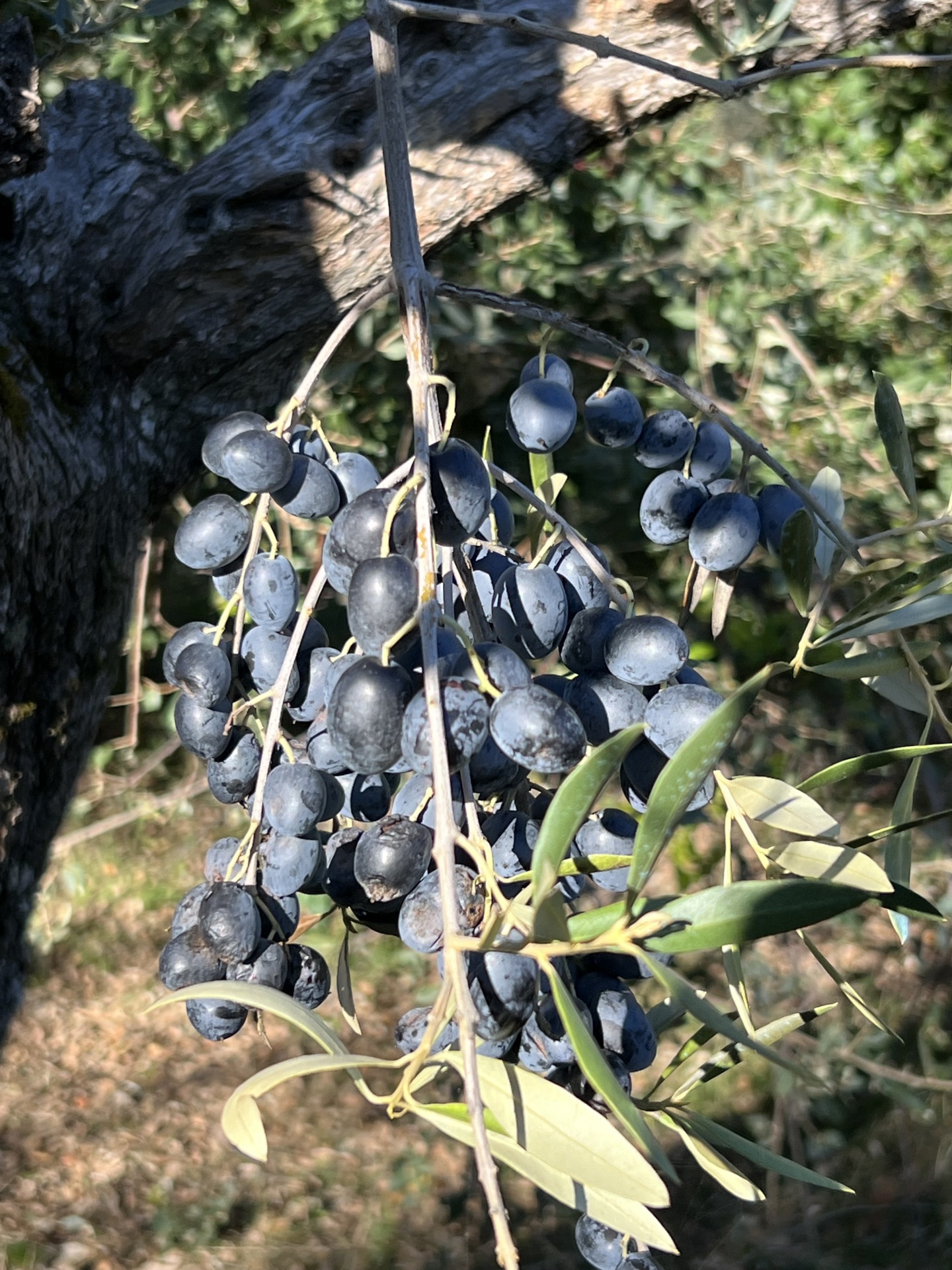 Ramo de azeitonas pretas maduras numa oliveira ao ar livre