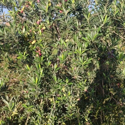 Árvore de oliveira com frutos verdes e roxos em campo sob céu azul