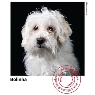 Cão pequeno branco com pelo encaracolado em fundo preto com texto e selo vermelho
