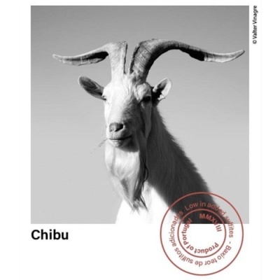 Cabra branca com grandes cornos curvos sobre fundo neutro com texto e carimbo