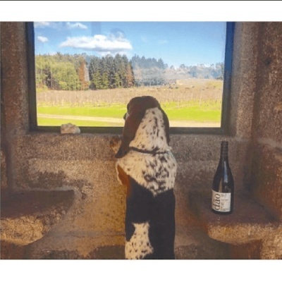 Cão olha pela janela para um campo, com garrafa de vinho numa superfície de pedra ao lado.