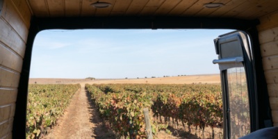 Campo de videiras visto de dentro de veículo agrícola com janela aberta