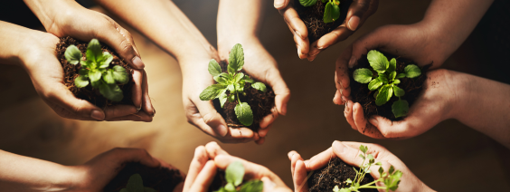 Mãos a segurar pequenas plantas com terra para jardinagem
