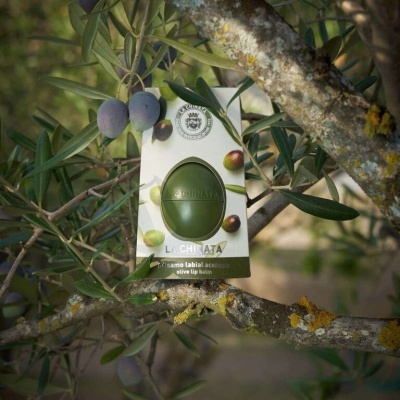 Bálsamo labial verde escuro pendurado em ramo de oliveira com azeitonas