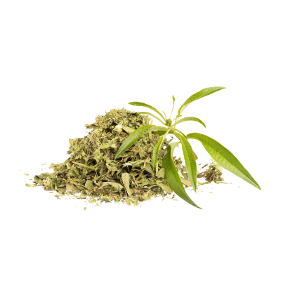 Erva seca verde clara com folhas largas frescas sobre fundo branco