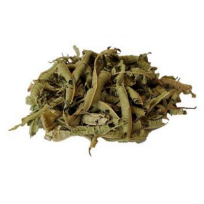 Folhas secas enroladas verdes e castanhas em fundo branco