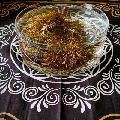 Taça de vidro com água e ramo seco castanho sobre pano preto decorado com padrão branco e dourado