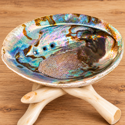 Concha decorativa iridescente sobre suporte de madeira