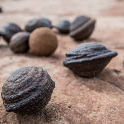 Frutos secos castanhos texturados sobre pedra avermelhada