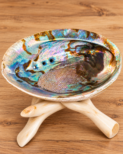 Concha decorativa iridescente sobre suporte de madeira