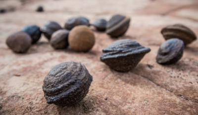 Frutos secos castanhos texturados sobre pedra avermelhada
