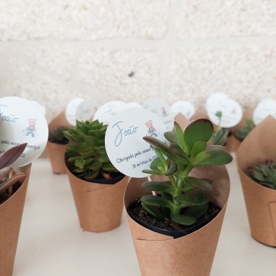 Vasos de plantas suculentas com etiquetas personalizadas em papel castanho