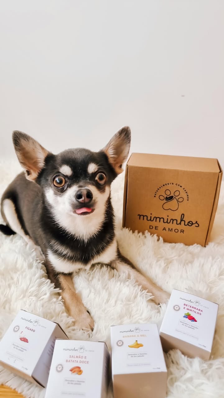 Cão pequeno de pelo preto e branco junto a caixas de produtos para cães da marca Miminhos de Amor