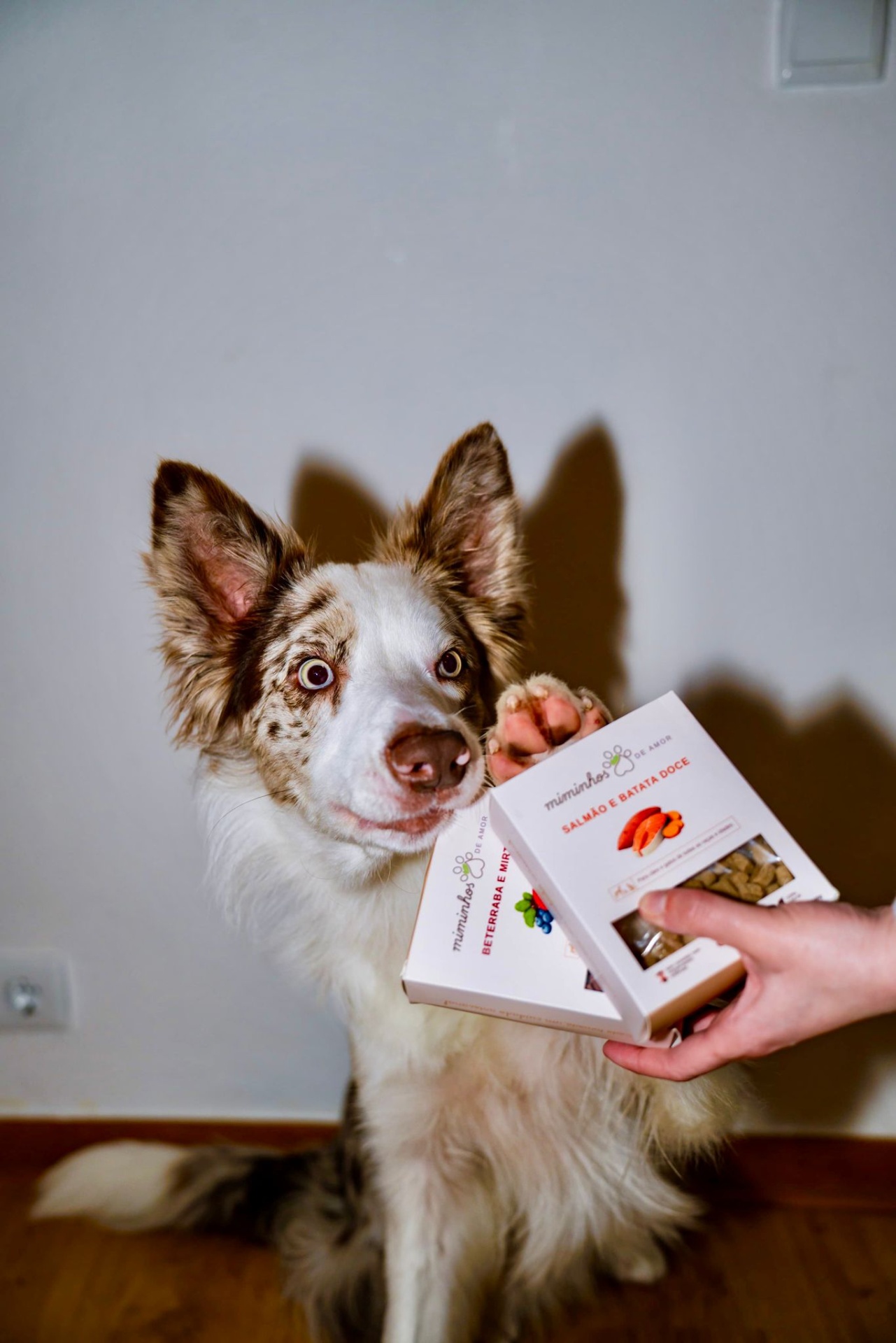 Cão com pata numa caixa de snacks para cães miminhos DE AMOR sabores salmão e batata doce e beterraba e mir