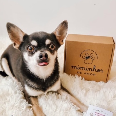 Cão pequeno de pelo preto e branco junto a caixas de produtos para cães da marca Miminhos de Amor