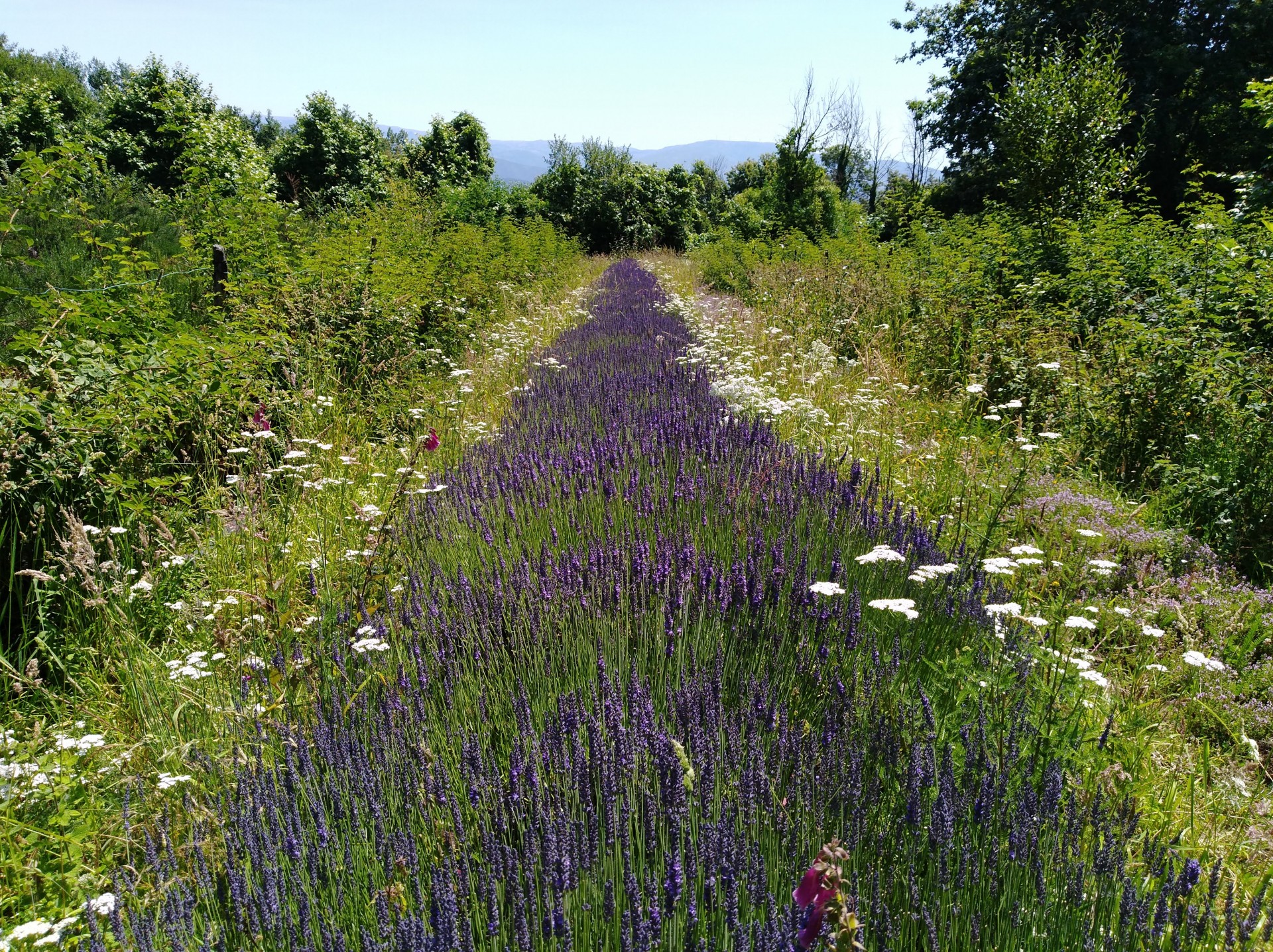 Caminho rural com flores roxas ao centro e flores brancas nas laterais rodeado por vegetação