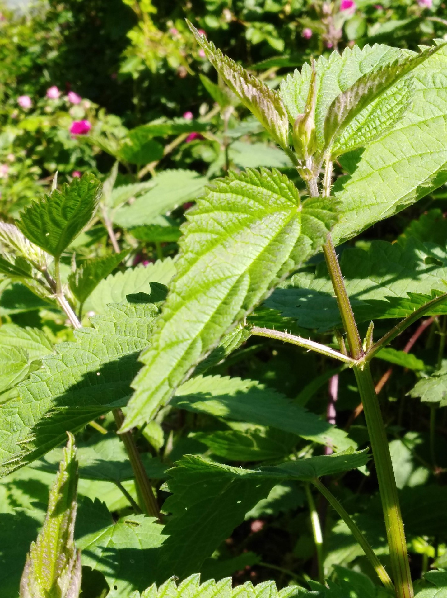Urtiga em pó Planta de urtiga verde com folhas serrilhadas e textura rugosa ao ar livre
