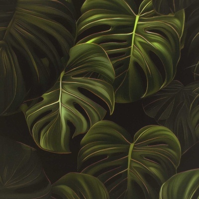 Folhas verdes grandes da planta Monstera com cortes em fundo preto