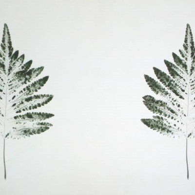 Duas folhas de samambaia verdes em fundo branco