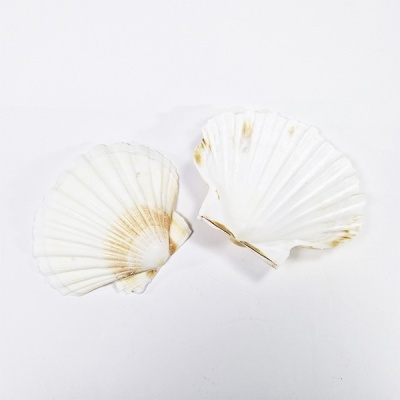 duas conchas do mar brancas e bege em fundo branco