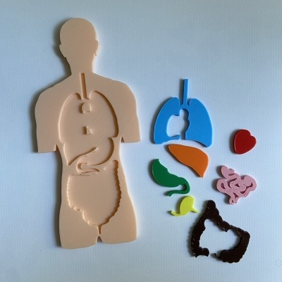 Peças de quebra-cabeça de órgãos internos do corpo humano coloridos sobre superfície branca