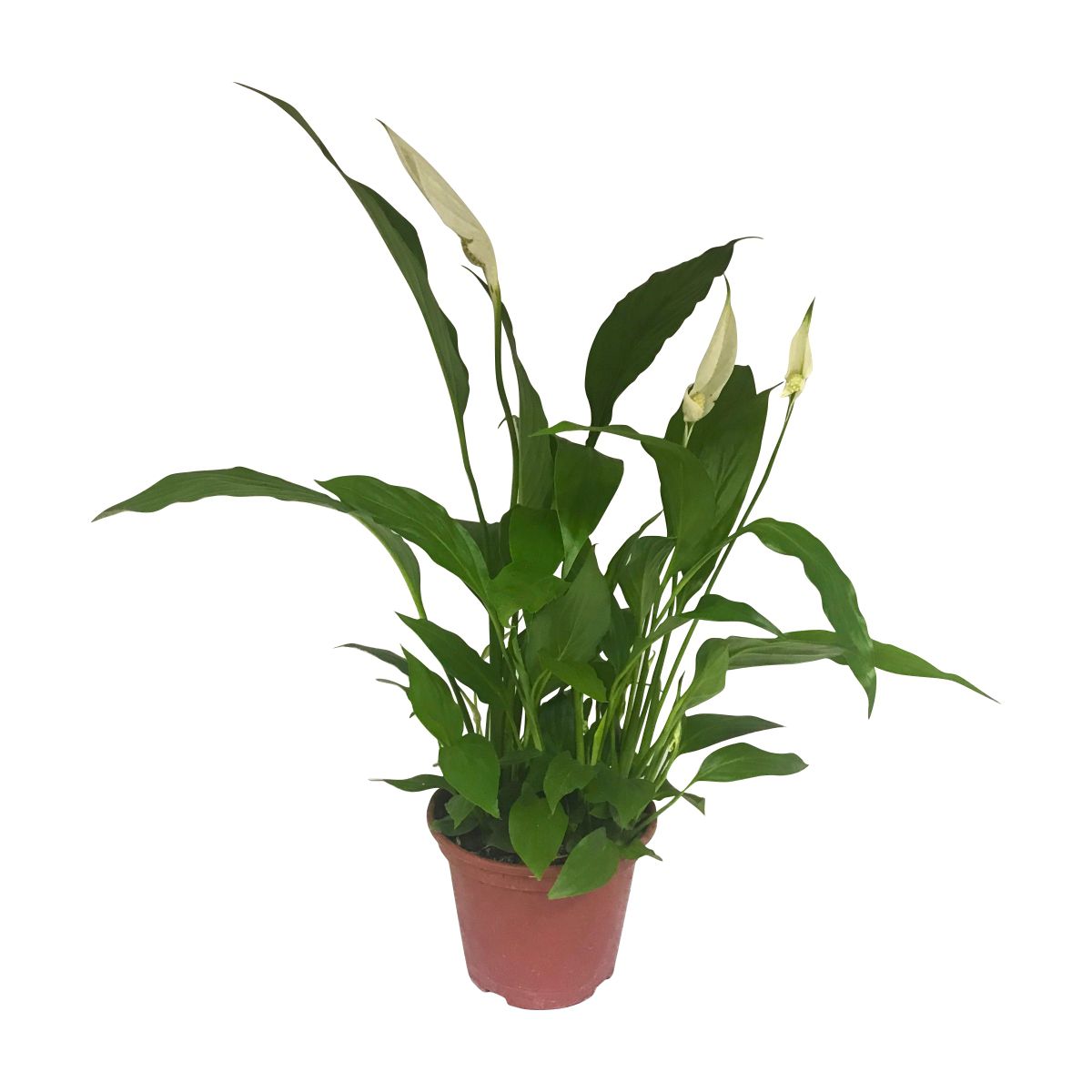 Planta de interior com folhas verdes e flores brancas em vaso castanho